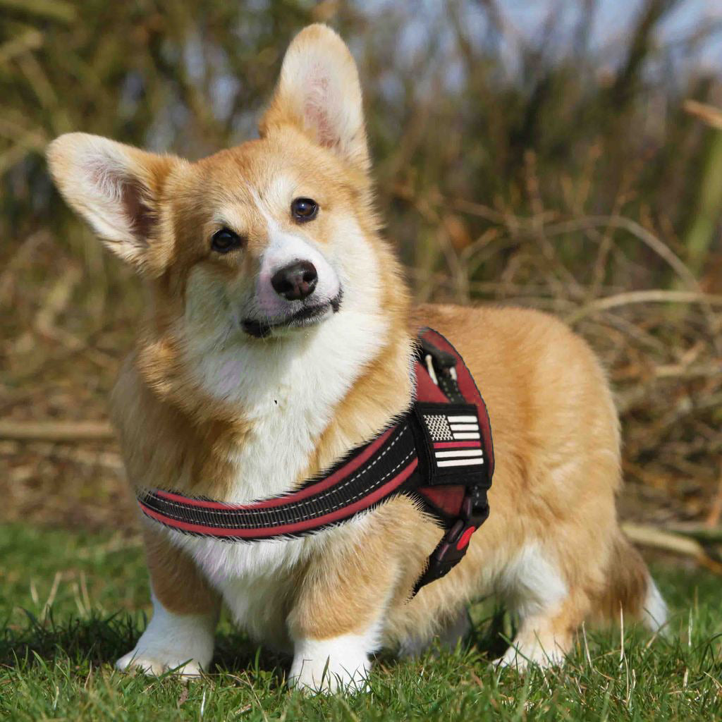 Thin Red Line Dog Harness